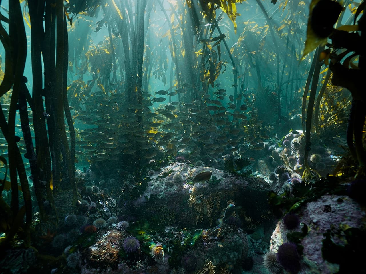 Forest under the Sea