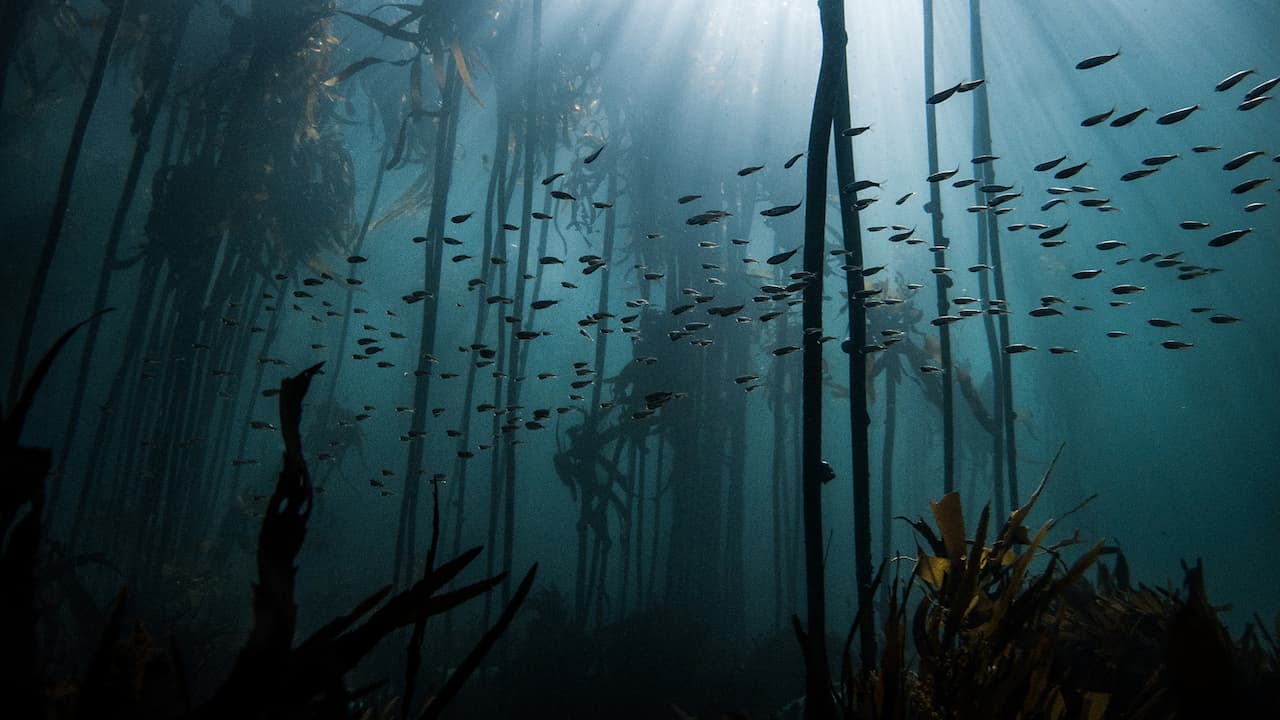 ancient underwater forest