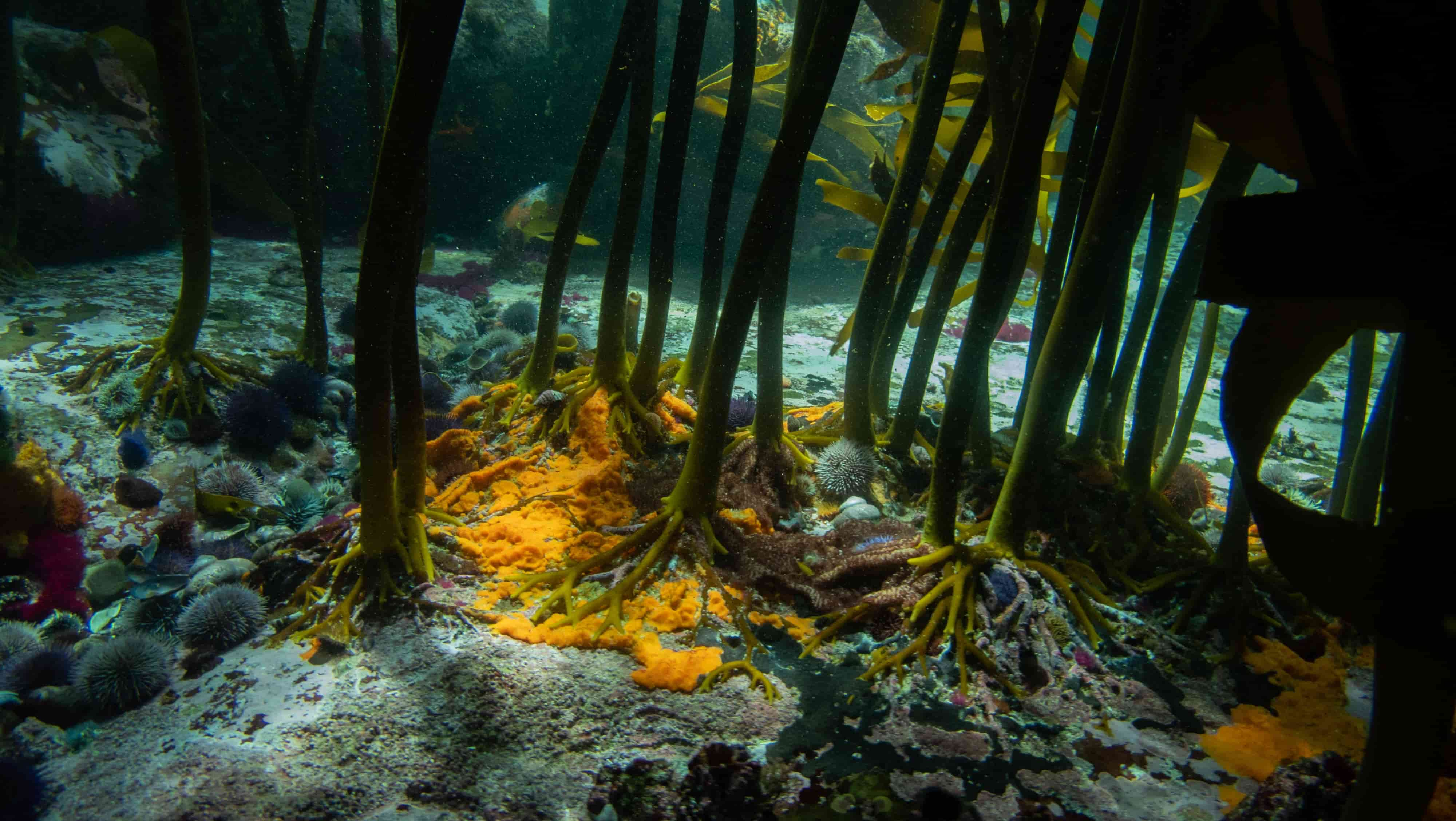 How Kelp Provides Life Sea Change Project