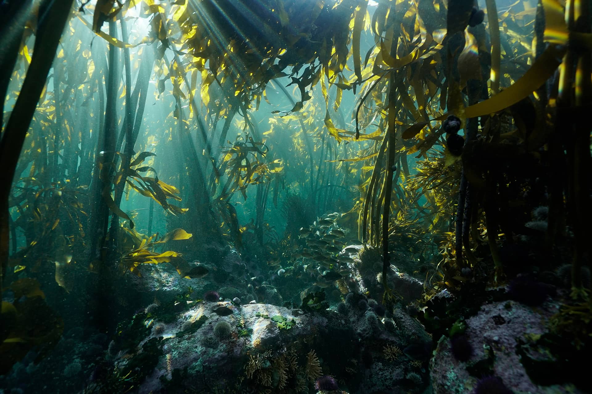 Sunken sculptures help rewild marine ecosystems