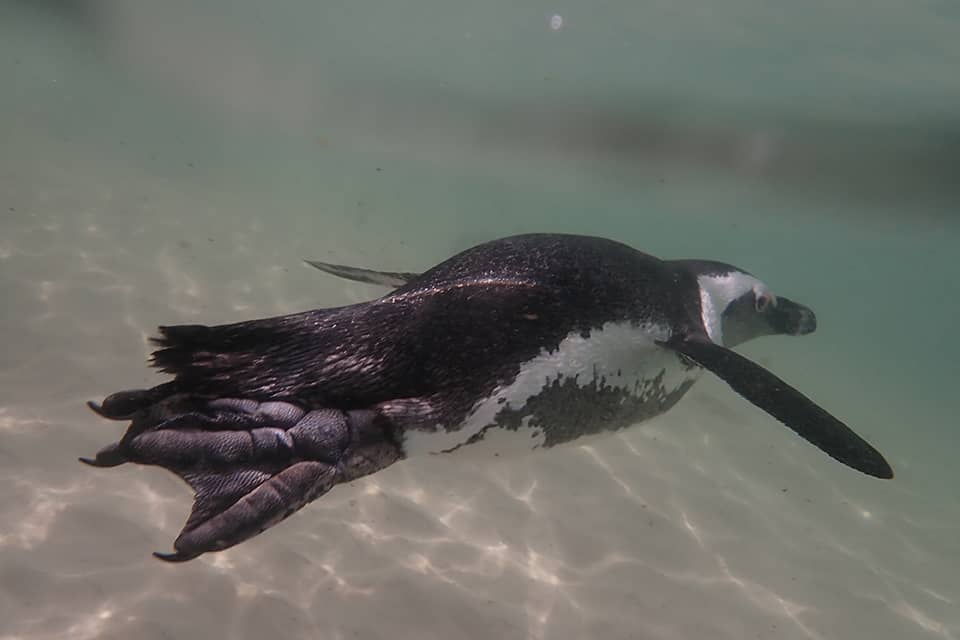 african-penguin