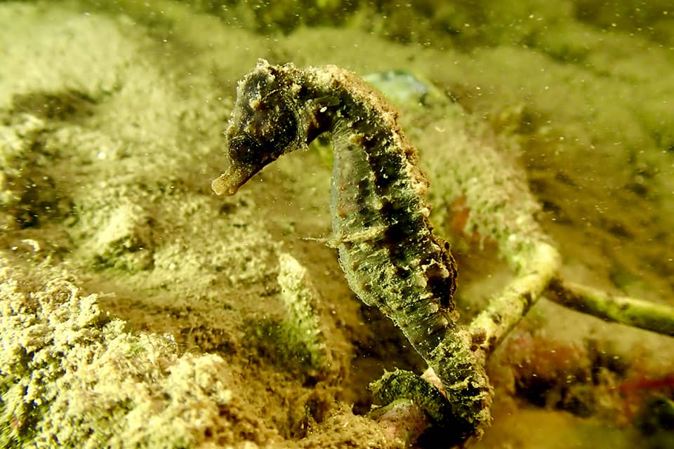 knysna-seahorse