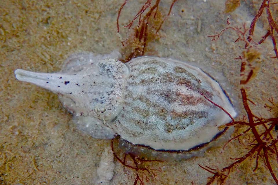 pore-bellied-cuttlefish