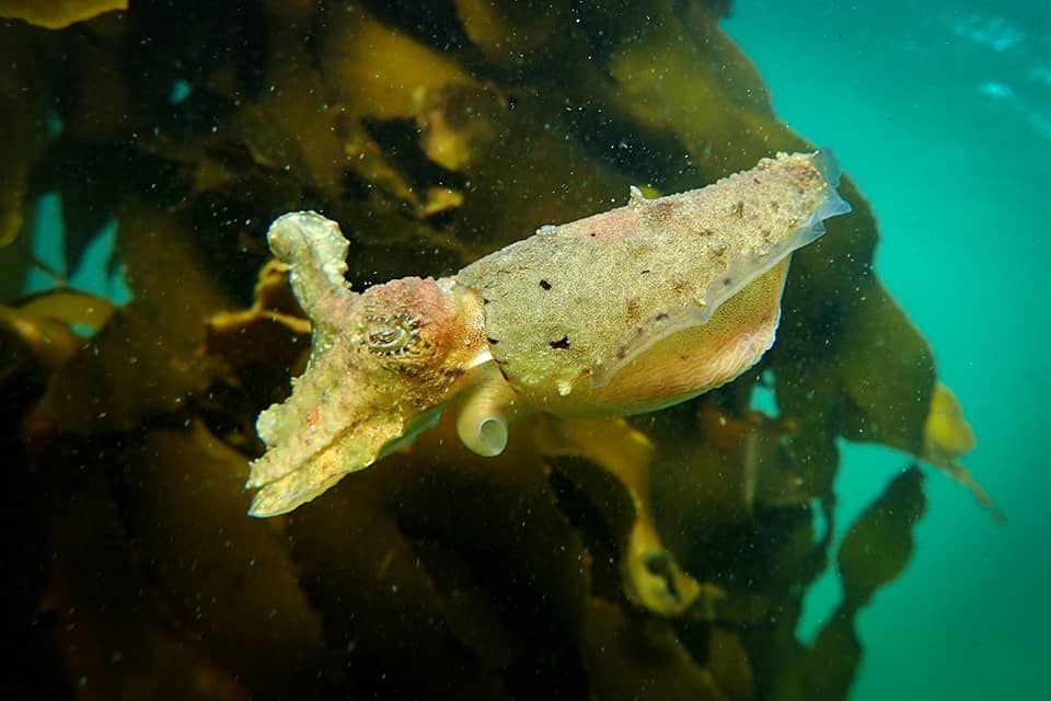 tuberculate-cuttlefish