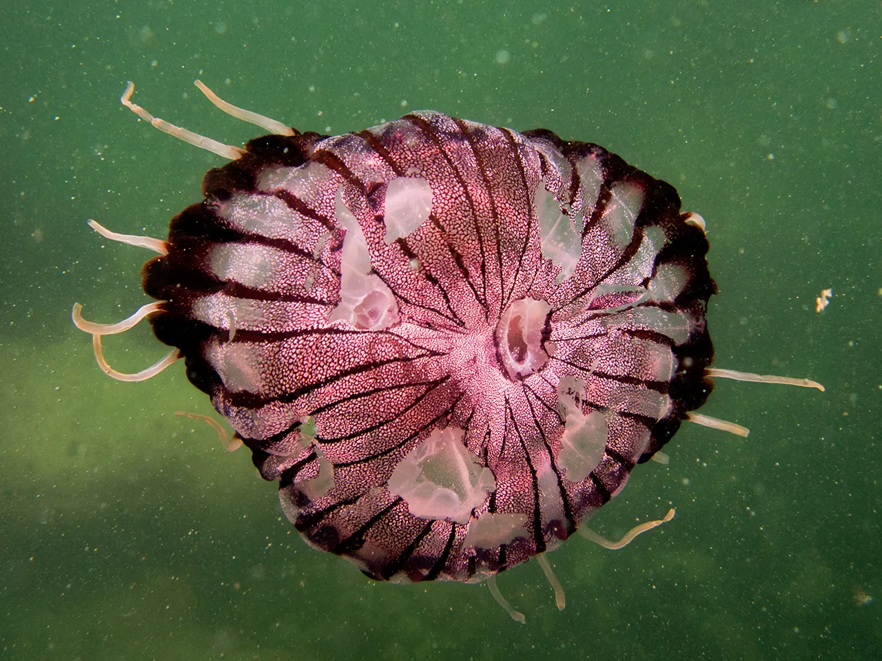 Gnawed compass jellyfish