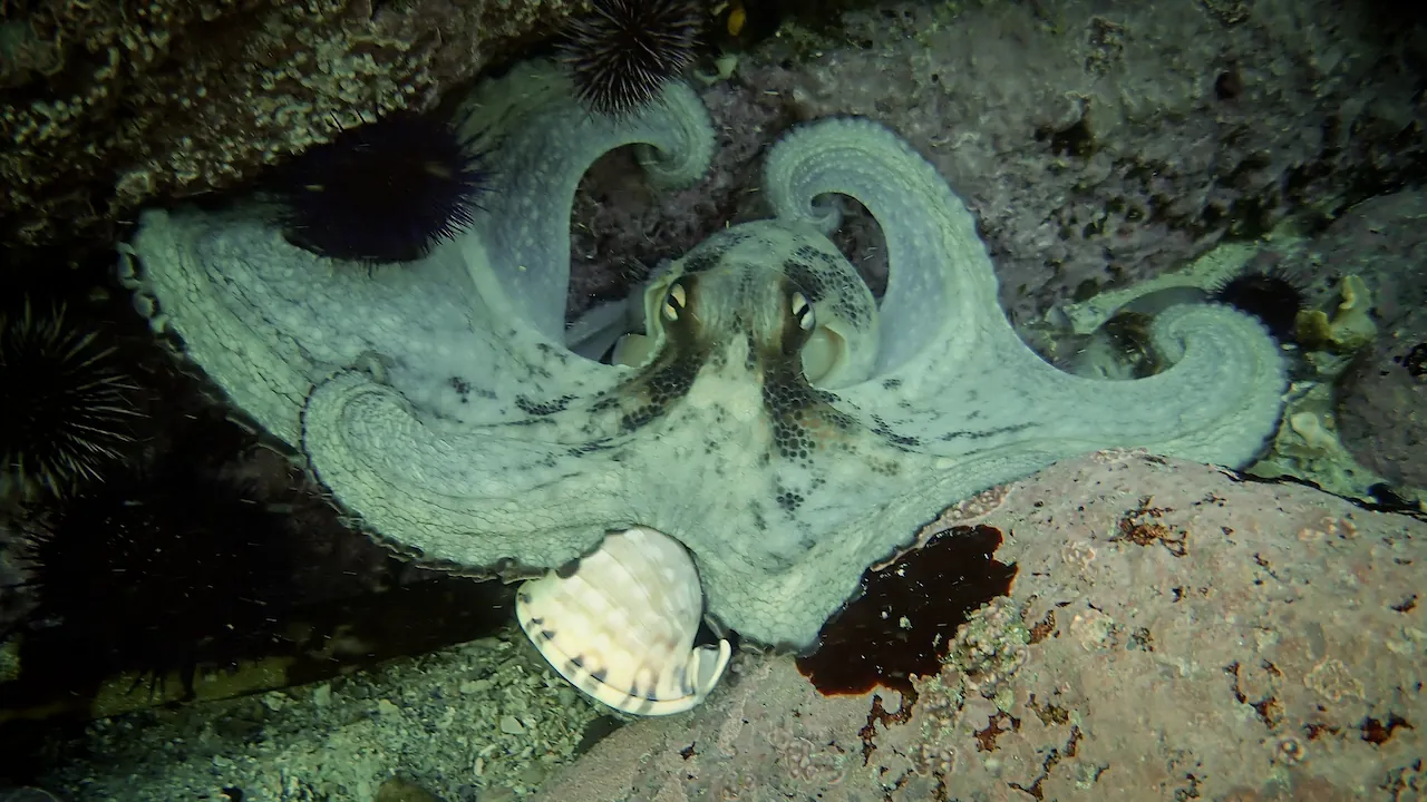 Octopus eating helmet snail