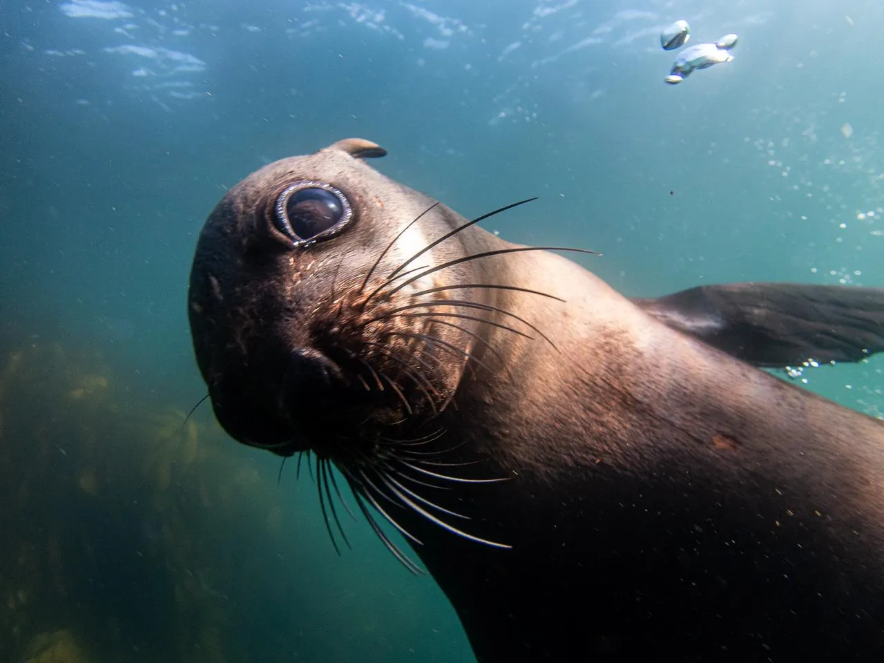 Cape fur seal