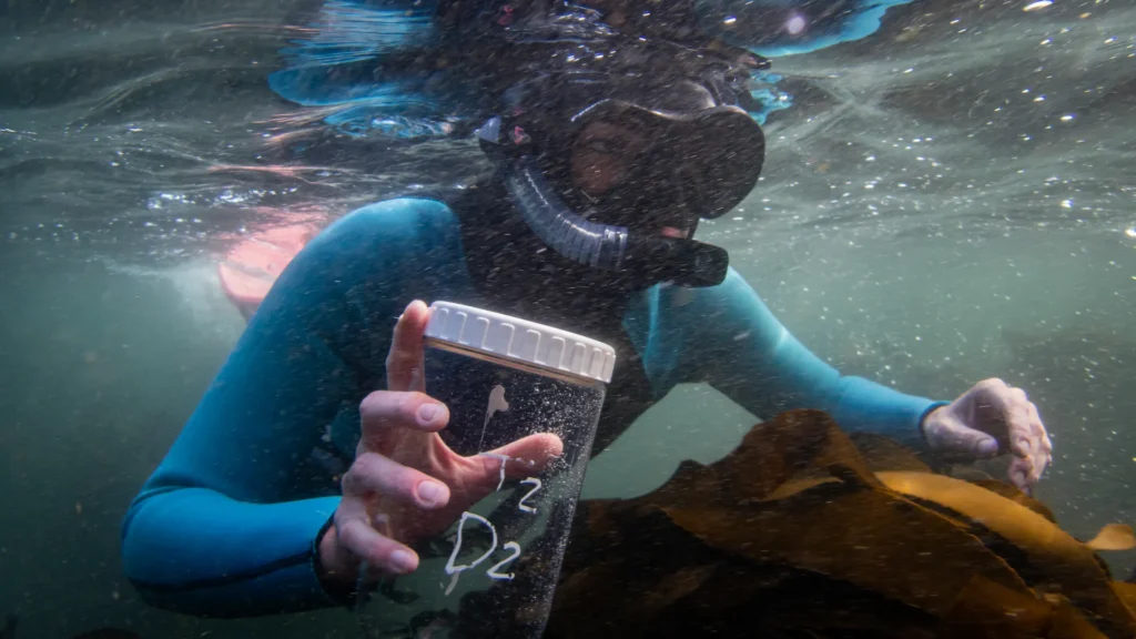 Kira Courtaiillac sampling in the seaforest