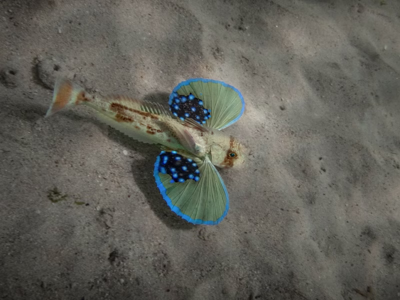 Gurnard and Cape sole. Photo: Craig Foster