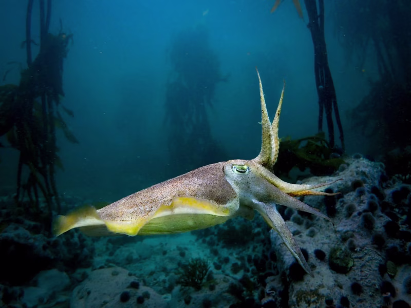 Sepia simoniana by Craig Foster