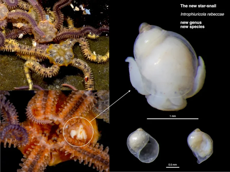 Tiny parasitic sea snails