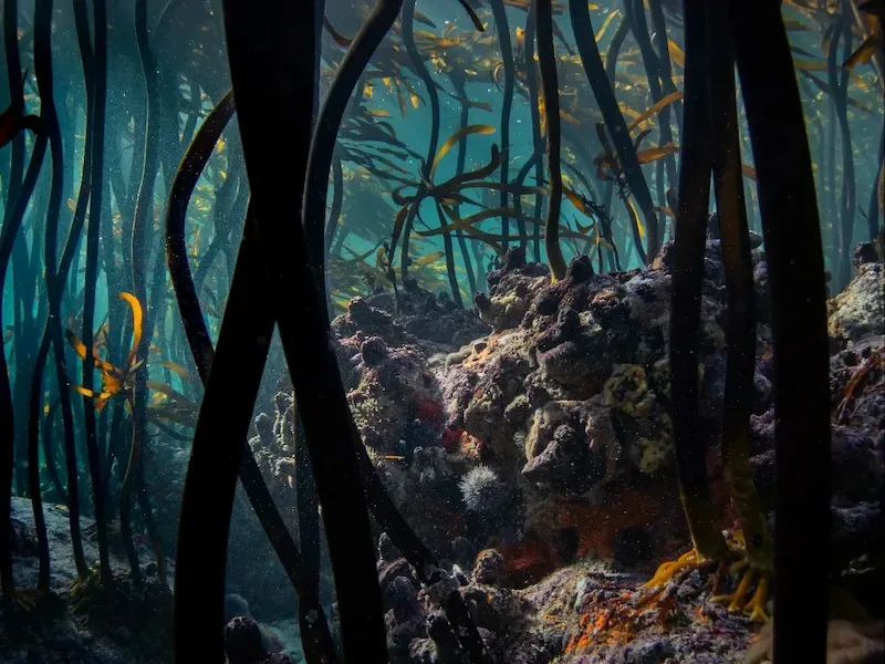 a-kelpforest-species-community-approach