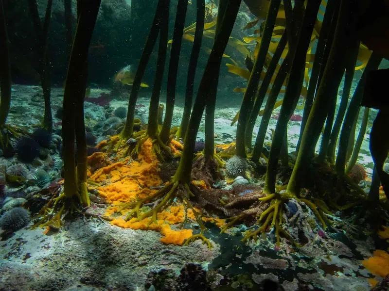 how-kelp-provides-life