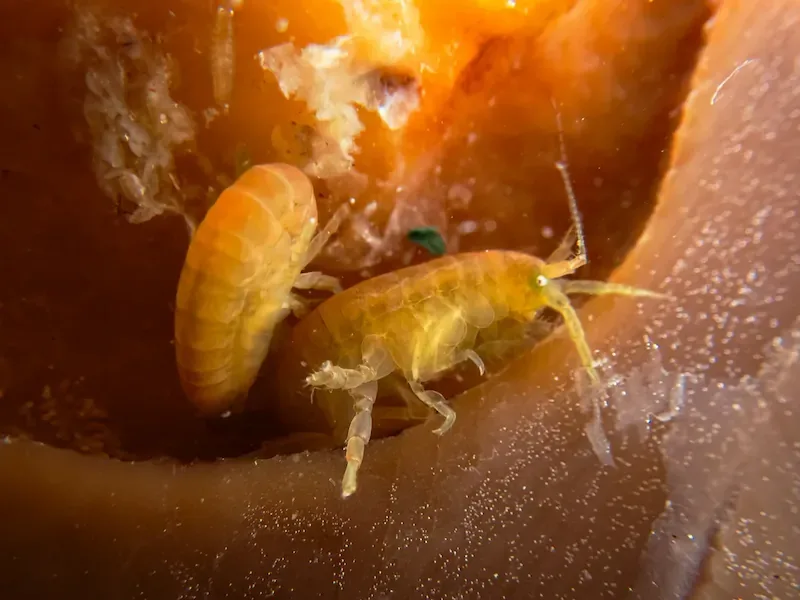 robertas-amphipod